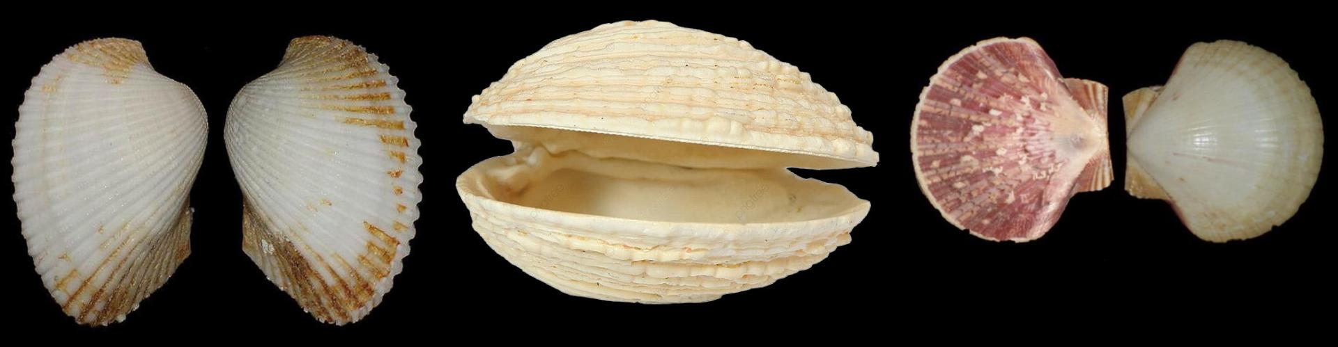 Bivalves