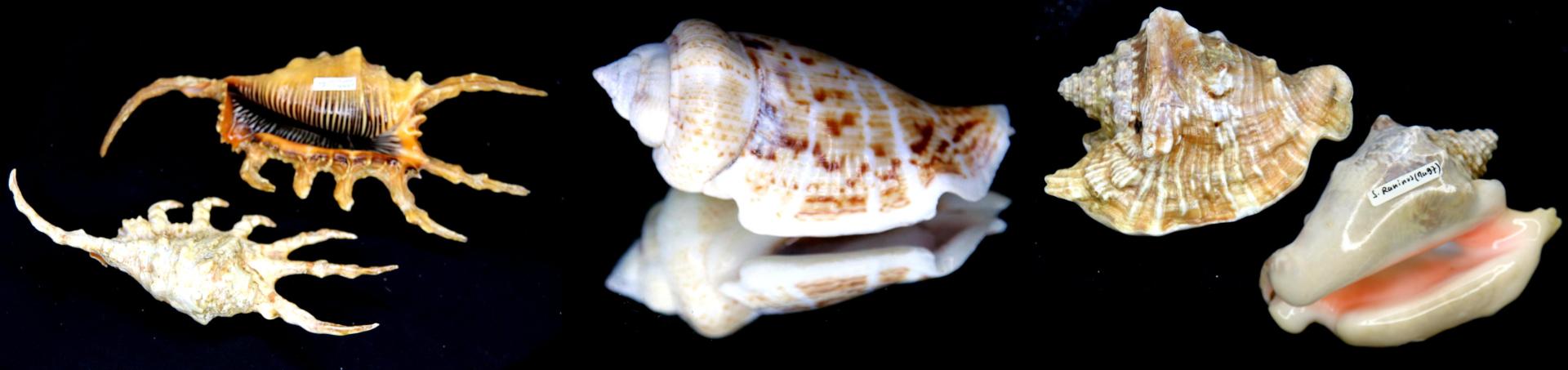 Strombes