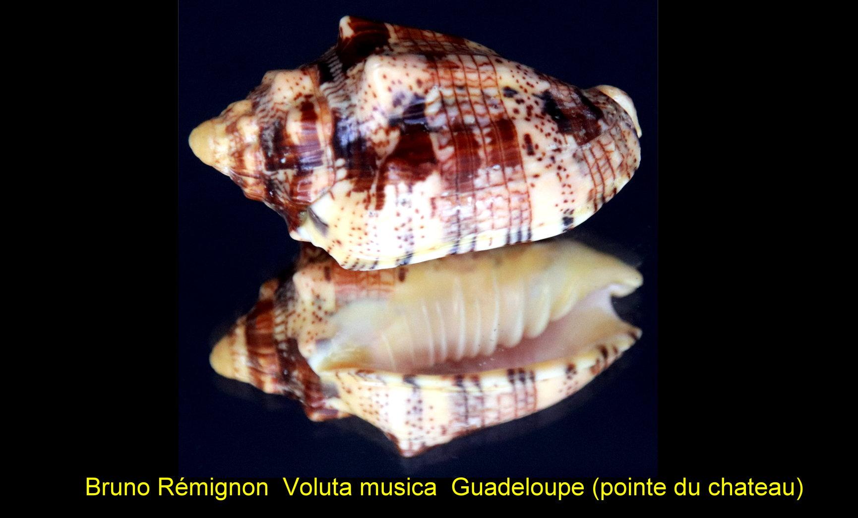 Volute musique